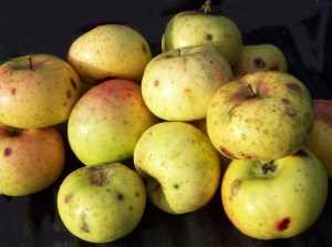 wild apples